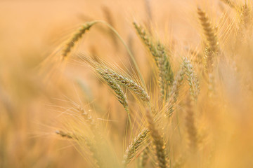 Barley Fields