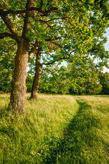 Beautiful Lane Path Way Through Summer Deciduous Forest Woods