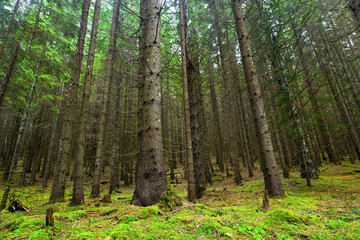 Fir tree forest with moss and green vegetation