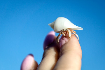 Рак-отшельник в ракушке на руке крупно