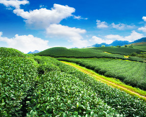 Fototapeta na wymiar Beauty fresh green tea background