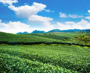 Fototapeta na wymiar Beauty fresh green tea background