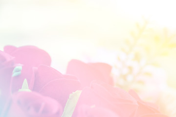 Soft tone of red roses with free space for text