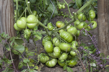 Tomaten im Garten