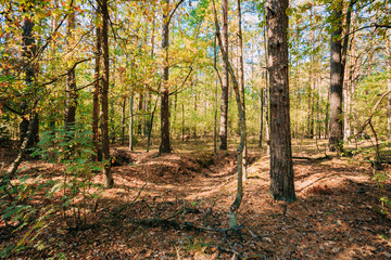 Obraz premium Old World War Trenches In Forest Since Second World War, Belarus