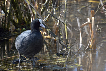 Eurasian coot (Fulica atra - Fulica Fulica) swimming on pond