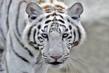 Head of White Bengal Tiger / Indian Tiger walking, closeup