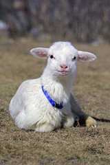 Cute Lamb with blue collar 