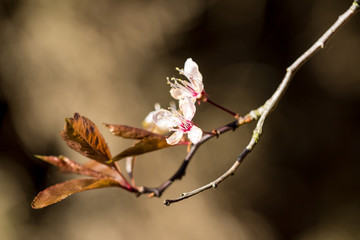Red Robin tree blossoms