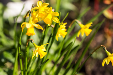 Fototapeta premium Daffodil patch