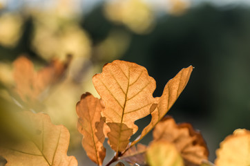 Leaves on a branch