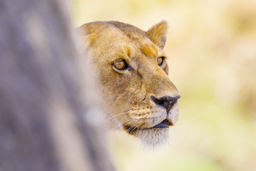 Focused lion stands behind a tree in Africa