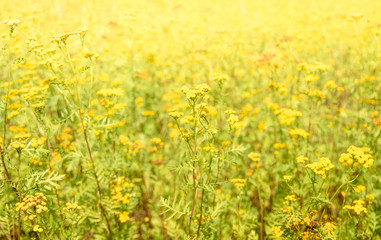 Tansy Tanacetum vulgare