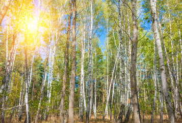 birch forest background