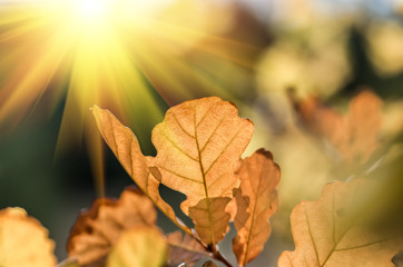 Leaves on a branch