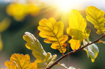 Leaves on a branch