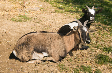 Capre tibetane prendono il sole