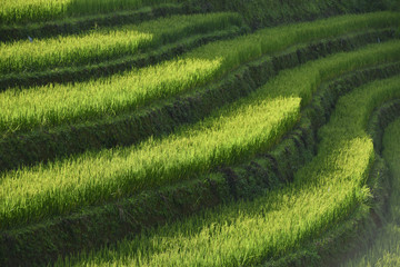terrace rice field in asia