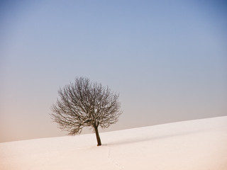 lonely tree (290)