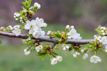 Branch of white cherry flowers in spring time. Blurred natural background