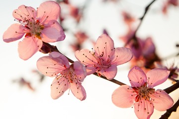 Branch of the apricot tree with pink flowers in spring