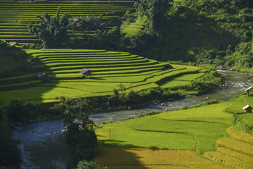 Obraz premium terrace rice field in asia