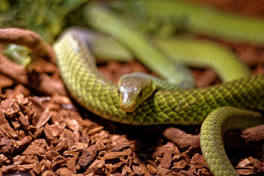 Snake in the terrarium - Green rat snake