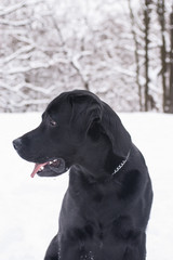 Black labrador of retrieve in winter.