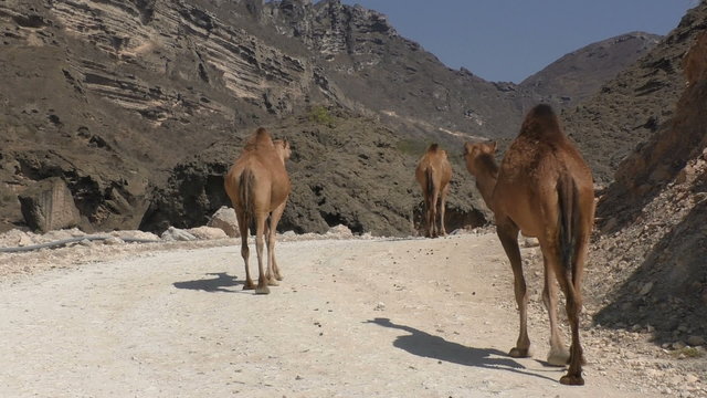 Caravan of camels walking on the road, Oman