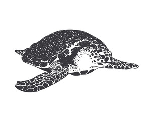  large sea turtle. Black on white