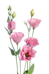 Fototapeta premium Beautiful pink eustoma flowers isolated on white background