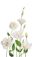 Obraz na płótnie Canvas Beautiful eustoma flowers isolated on white background