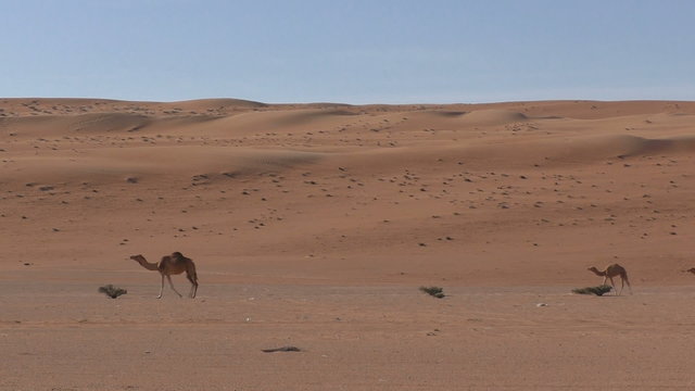 Three Camels walking through sand dunes in Oman
