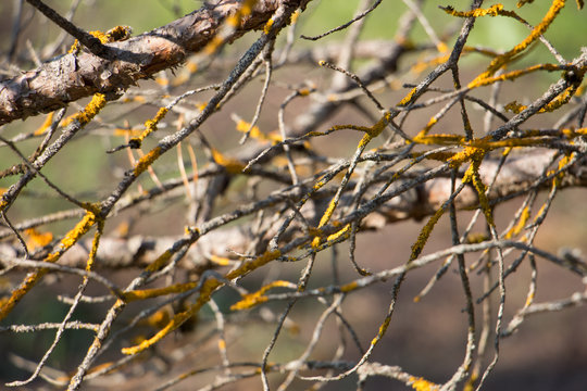 Branch of pine and yellow moss