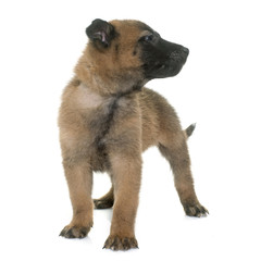 Fototapeta premium puppy belgian shepherd malinois