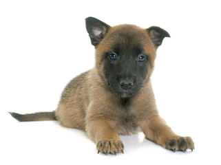 puppy belgian shepherd malinois