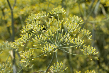 Fenchel, Fueniculum vulgare
