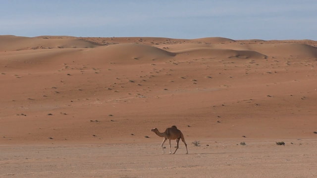 Camel mother and two young camels walking around in the desert, Oman
