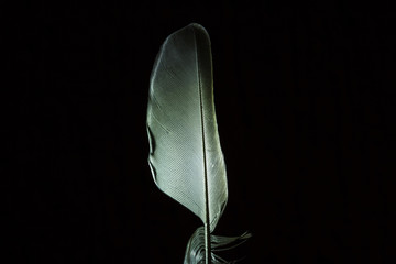 Feather black background