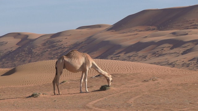 Camel is standing in the desert and eats dry grass, Oman