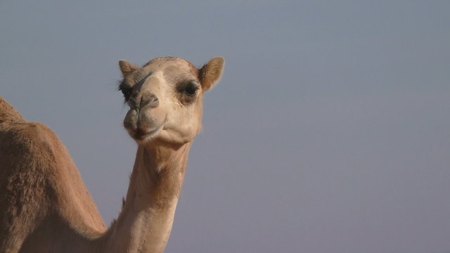 Camel is looking into the camera, Oman