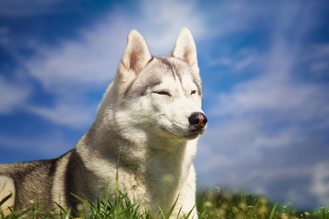Dog. Portrait of Siberian Husky. Dog on the lawn of dandelions. Landscape. A dog on a background of the sky