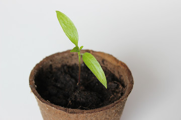 Junge Paprikapflanze