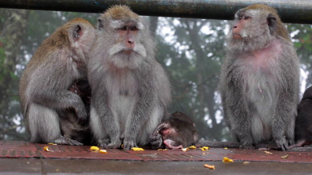 Several macaques with cub sitting on logs outdoors