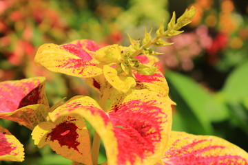 Coleus Solenostemon - Die Buntnessel im Herbst