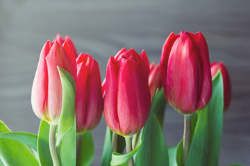 Spring red tulips on the gray wooden background