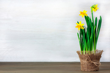 very fragrant and beautiful daffodil in the vase on burlap on white wooden background