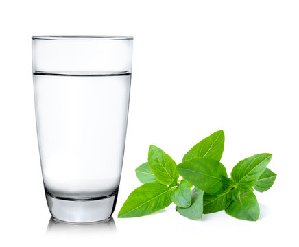 Glass of water with sweet basil  isolated on white background