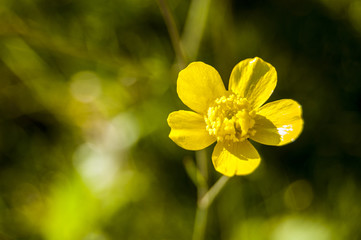 Obraz premium Yellow big flowers on green background