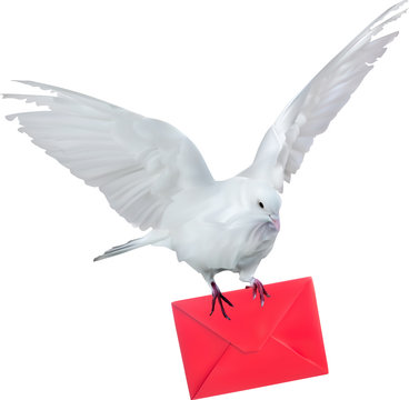 light dove with red mail illustration